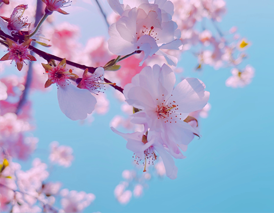 Kirschblüten mit deutschem Osterfesttext und "Spirit & Soul Berlin"-Stempel auf blauem Himmel.